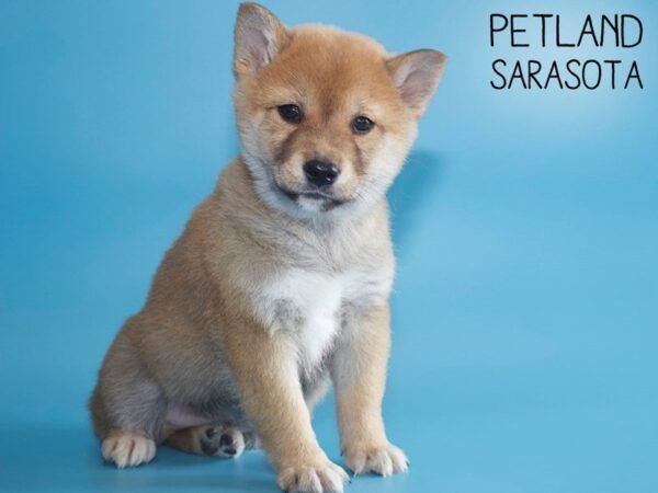 Shiba Inu-DOG-Male-Red / White-25536-Dream Tails Sarasota, Florida