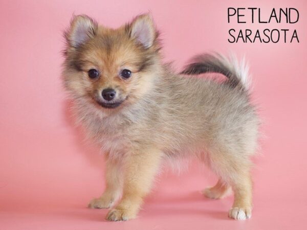 Pomeranian-DOG-Female-Orange Sable-25535-Dream Tails Sarasota, Florida