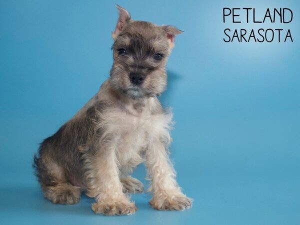 Miniature Schnauzer-DOG-Male-Salt / Pepper-25534-Dream Tails Sarasota, Florida