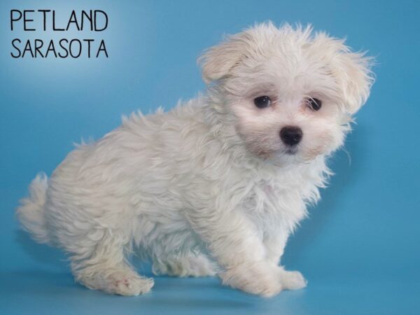 Maltese-DOG-Male-White-25533-Dream Tails Sarasota, Florida