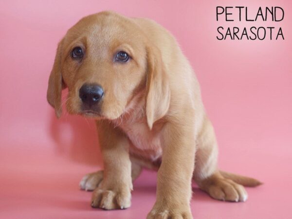 Labrador Retriever-DOG-Female-Red-25532-Dream Tails Sarasota, Florida