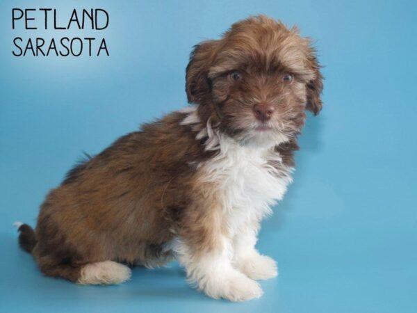 Havanese-DOG-Male-BROWN WH-25531-Dream Tails Sarasota, Florida