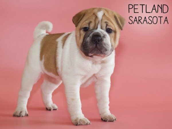 Ori Pei-DOG-Female-FAWN WH-25530-Dream Tails Sarasota, Florida