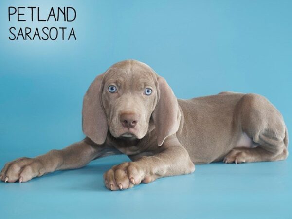 Weimeraner-DOG-Male-Silver-25529-Dream Tails Sarasota, Florida