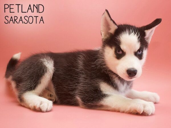Siberian Husky-DOG-Female-Black & White-25548-Dream Tails Sarasota, Florida
