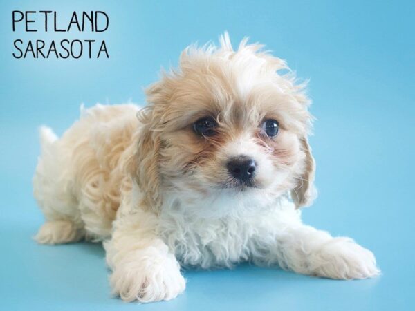Cavachon-DOG-Male-BLENHEIM-25549-Dream Tails Sarasota, Florida