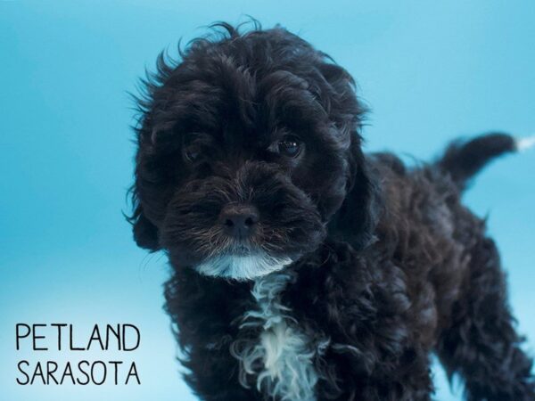Lhasapoo-DOG-Male-BLK-25550-Dream Tails Sarasota, Florida
