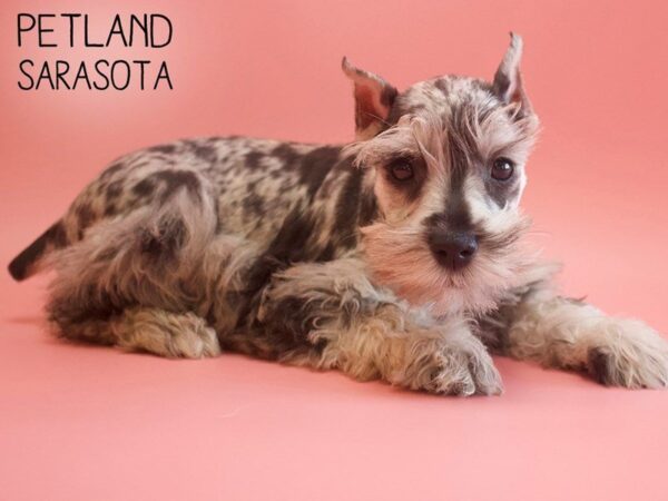 Miniature Schnauzer-DOG-Female-BLUE MERLE-25552-Dream Tails Sarasota, Florida