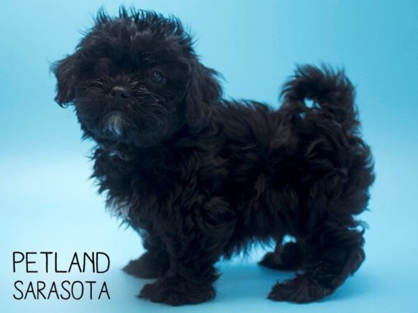 Shihpoo-DOG-Male-BLK-25554-Dream Tails Sarasota, Florida