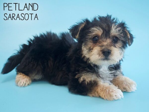 Morkie-DOG-Male-BLK TAN-25555-Dream Tails Sarasota, Florida