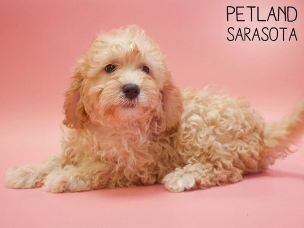 Cavapoo-DOG-Female-RED-25556-Dream Tails Sarasota, Florida