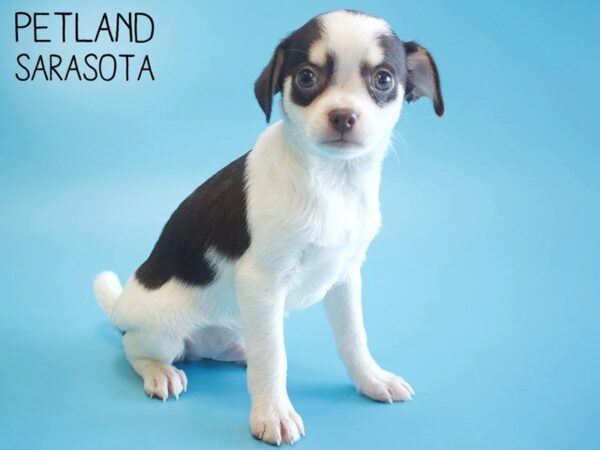 Chihuahua-DOG-Male-CHOC WHITE-25557-Dream Tails Sarasota, Florida