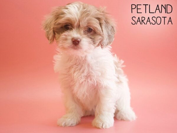 Shihpoo-DOG-Female-CHOC MERLE PARTI-25558-Dream Tails Sarasota, Florida