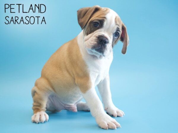 Bull Puggle-DOG-Male-FAWN WHITE-25559-Dream Tails Sarasota, Florida