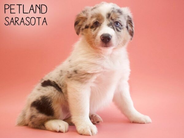 Miniature Australian Shepherd-DOG-Female-BLUE MERLE-25560-Dream Tails Sarasota, Florida
