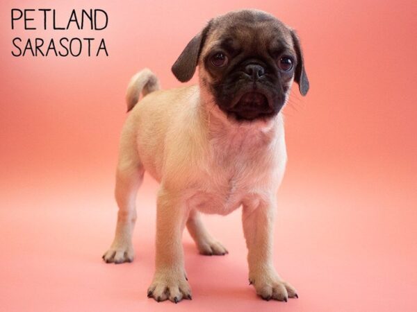 Pug-DOG-Female-FAWN-25551-Dream Tails Sarasota, Florida