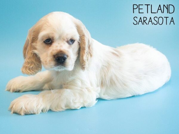 Cocker Spaniel-DOG-Male-BUFF WHITE-25553-Dream Tails Sarasota, Florida