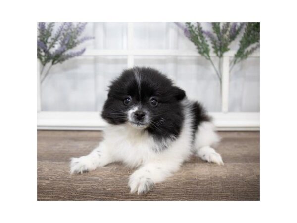 Pomeranian-DOG-Female-Black / White-25578-Dream Tails Sarasota, Florida