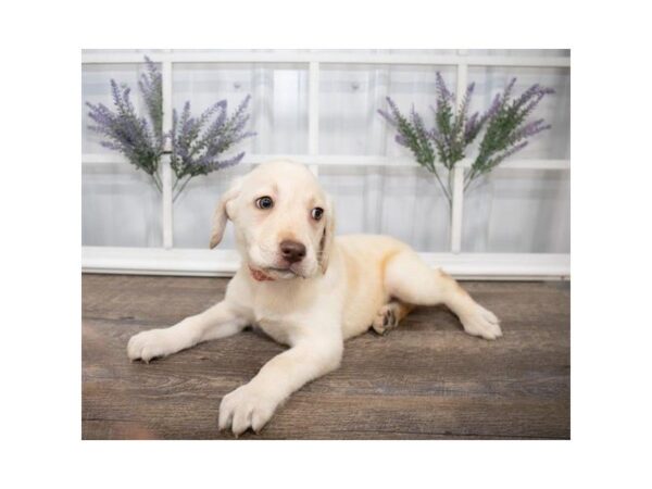 Labrador Retriever-DOG-Male-Yellow-25577-Dream Tails Sarasota, Florida