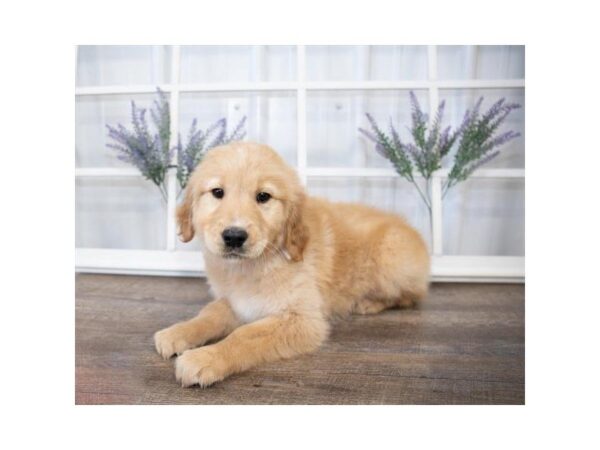 Golden Retriever-DOG-Male-Golden-25576-Dream Tails Sarasota, Florida