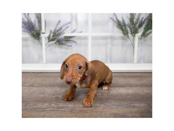 Dachshund-DOG-Male-Red-25575-Dream Tails Sarasota, Florida