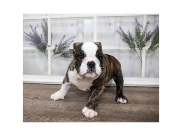 English Bulldog-DOG-Male-Brindle / White-25573-Dream Tails Sarasota, Florida