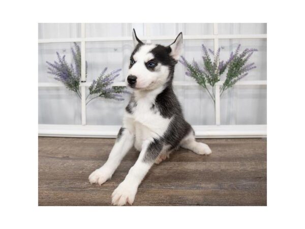 Siberian Husky-DOG-Male-Black / White-25579-Dream Tails Sarasota, Florida