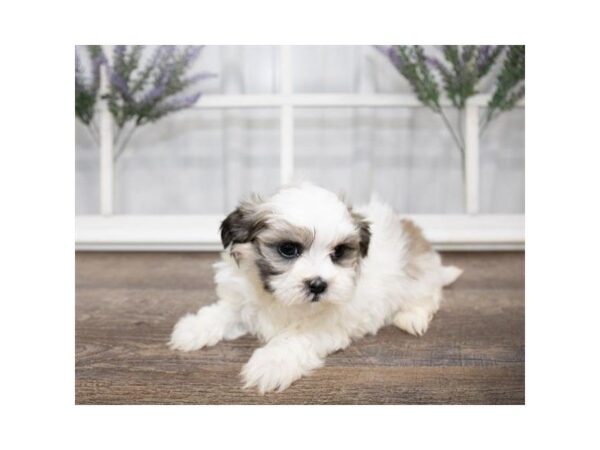 Malshi-DOG-Male-Gold / White-25582-Dream Tails Sarasota, Florida