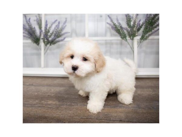Cavachon-DOG-Male-Cream-25580-Dream Tails Sarasota, Florida