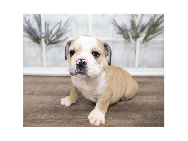 English Bulldog-DOG-Male-Fawn / White-25572-Dream Tails Sarasota, Florida