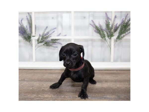 Chiweenie-DOG-Female-Black-25581-Dream Tails Sarasota, Florida