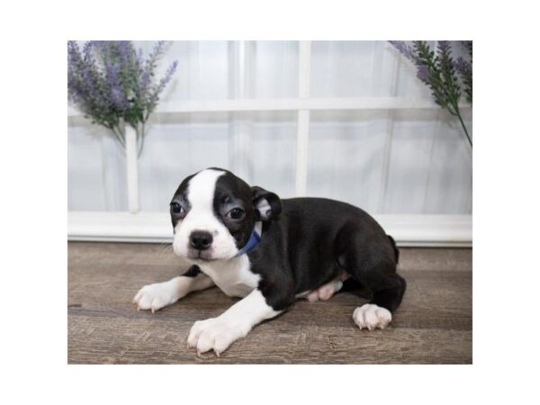 Boston Terrier-DOG-Female-Black / White-25571-Dream Tails Sarasota, Florida