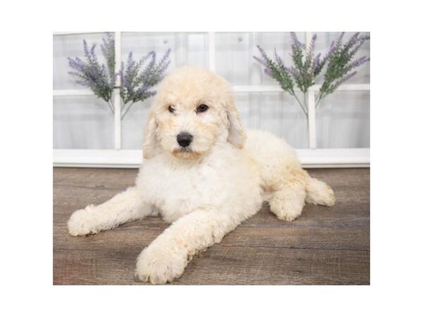 Goldendoodle-DOG-Female-Light Golden-25583-Dream Tails Sarasota, Florida