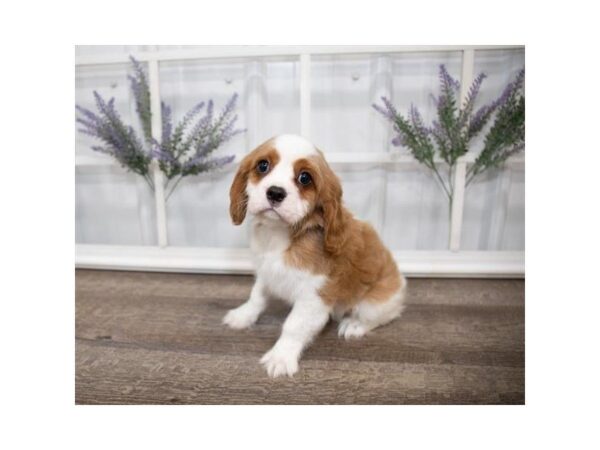 Cavalier King Charles Spaniel-DOG-Male-Blenheim-25574-Dream Tails Sarasota, Florida