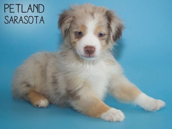 Miniature Australian Shepherd-DOG-Male-RED MERLE-25570-Dream Tails Sarasota, Florida