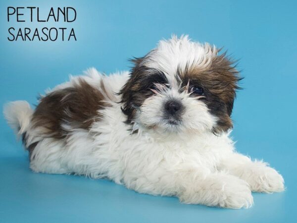 Shih Tzu-DOG-Male-brown white-25568-Dream Tails Sarasota, Florida