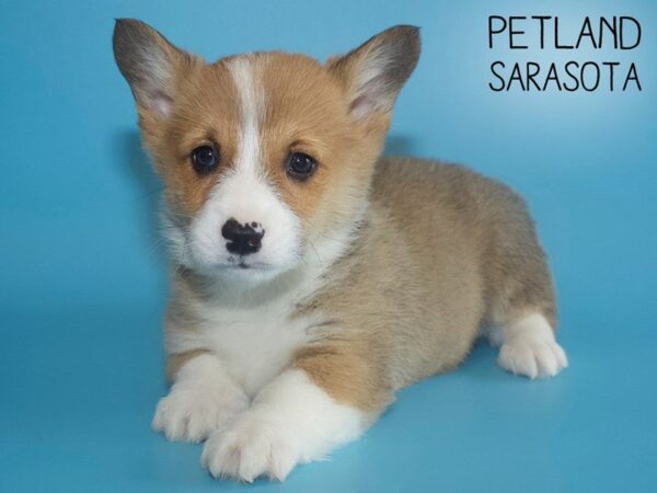 Pembroke Welsh Corgi-DOG-Male-RED W-25567-Dream Tails Sarasota, Florida