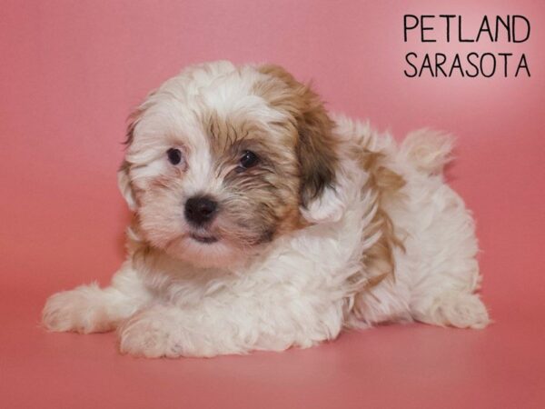 Teddy Bear-DOG-Female-Brown White-25566-Dream Tails Sarasota, Florida