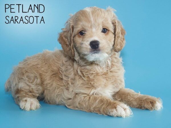 Cockapoo-DOG-Male-BUFF-25565-Dream Tails Sarasota, Florida
