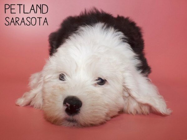 Old English Sheepdog-DOG-Female-Black White-25564-Dream Tails Sarasota, Florida