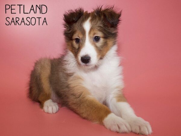 Shetland Sheepdog-DOG-Female-Sable White-25563-Dream Tails Sarasota, Florida