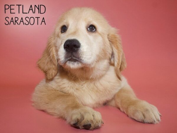 Golden Retriever-DOG-Female-Golden-25562-Dream Tails Sarasota, Florida