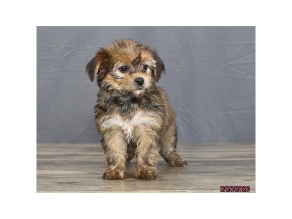 Yochon-DOG-Female-Buff-25603-Dream Tails Sarasota, Florida