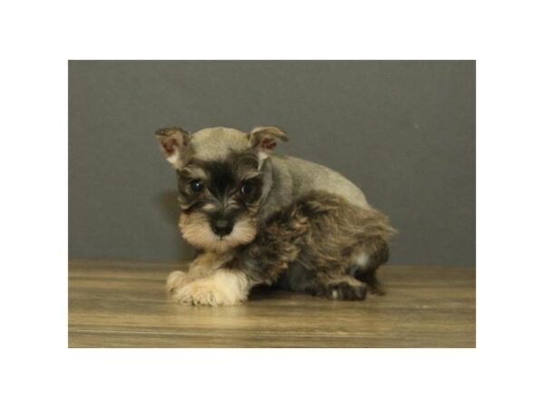 Miniature Schnauzer-DOG-Female-Salt / Pepper-25597-Dream Tails Sarasota, Florida
