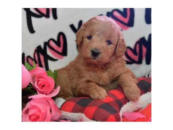 Miniature Goldendoodle-DOG-Female-Red-25604-Dream Tails Sarasota, Florida