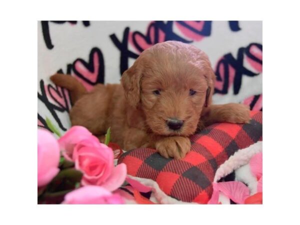 Miniature Goldendoodle-DOG-Male-Red-25605-Dream Tails Sarasota, Florida