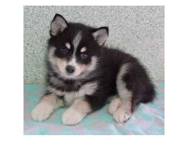 Pomsky-DOG-Male-Black Tan / White-25606-Dream Tails Sarasota, Florida