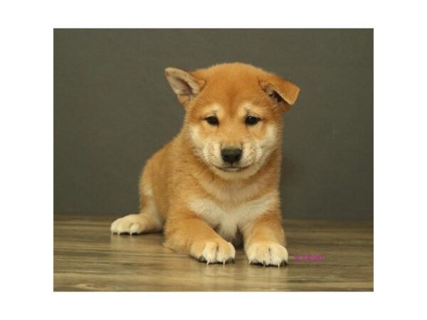 Shiba Inu-DOG-Male-Red Sesame-25600-Dream Tails Sarasota, Florida