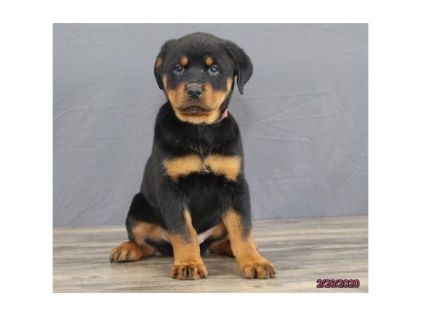 Rottweiler-DOG-Female-Black / Tan-25599-Dream Tails Sarasota, Florida