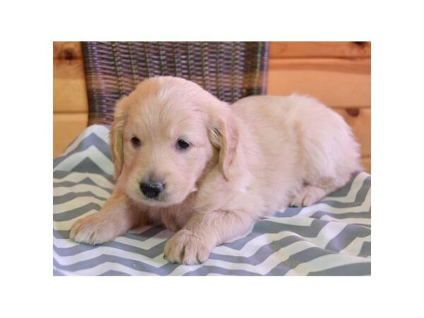 Goldendoodle 2nd Gen-DOG-Male-Cream-25607-Dream Tails Sarasota, Florida